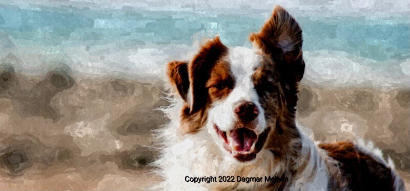 Ein braun-weißer Australian-Shepherd-Dog am Meer. Er ist aufmerksam, das linke Ohr steht hoch während das rechte liegt. Der Hund sieht fröhlich aus.