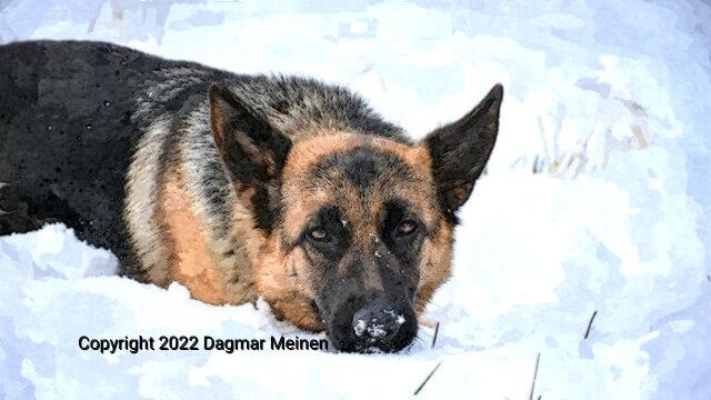 Ein Deutscher Schäferhund läuft durch Bauchhohen Schnee.
