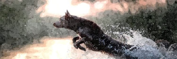 Ein Hund springt kraftvoll durch einen Bach. Das Wasser spritzt zu allen Seiten.