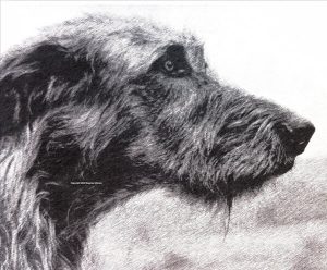 Dieses Bild ist eine schwarz-weiße Bleistiftzeichnung. Es zeigt die seitliche Kopfstudie eines Irischen Wolfshundes. Die Augen des Hundes sind in die Ferne gerichtet, als ob er dort etwas beobachten würde.