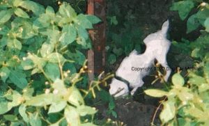 Mein Parson-Russel-Terrier "Biggs" im Garten, als er einen Mäusebau ausbuddelt.