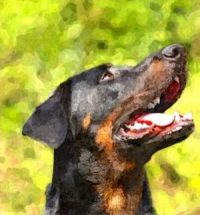 Ein Beauceron-Kopf. Diese Hunderasse zählt zu den französischen Schäferhunden. Der Hund auf diesem Bild ist schwarz marken.